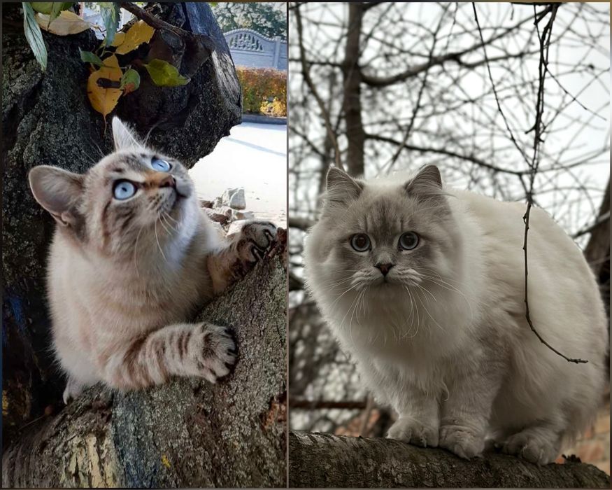 Дівчинка блю торті-поінт з білим