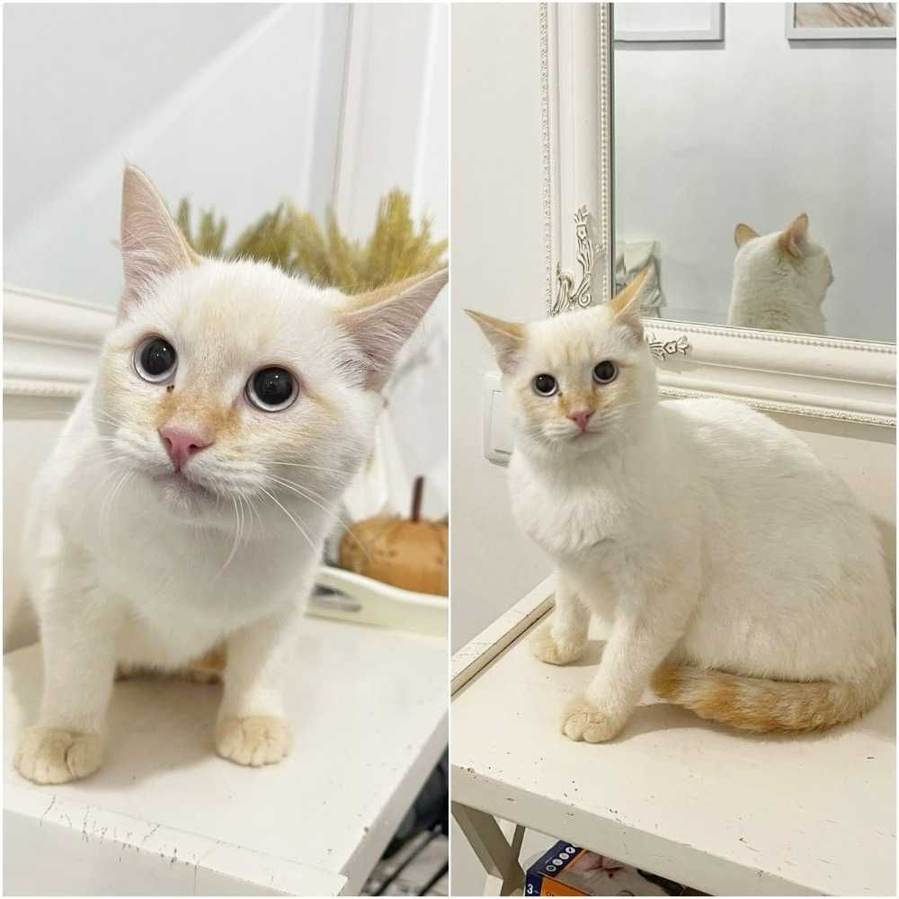 Шикарный котик Зефир ищет дом, до 1 года, кастрирован
