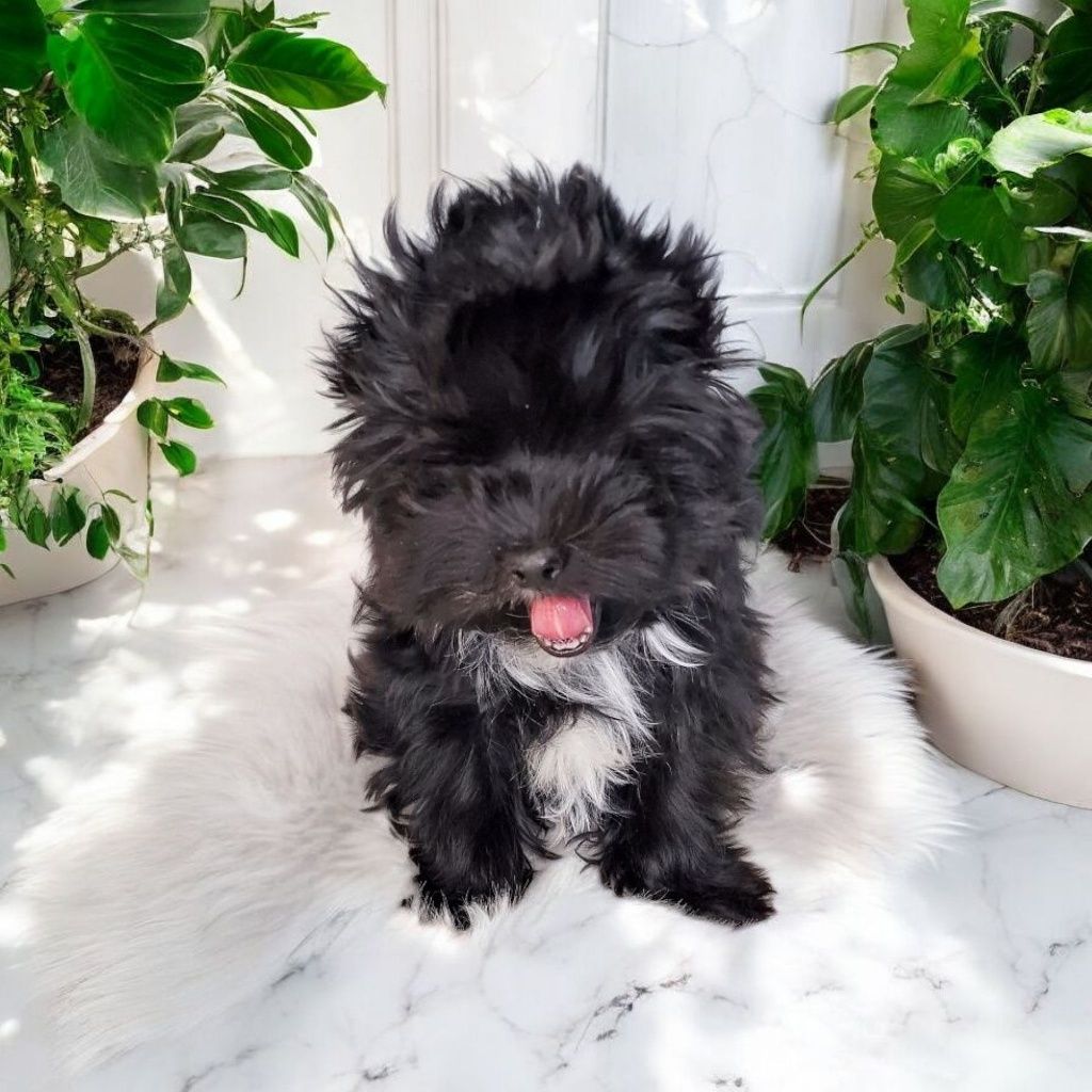 **FANTASTYCZNA**czarna MINI  Dziewczynka Black Yorkshire Terrier