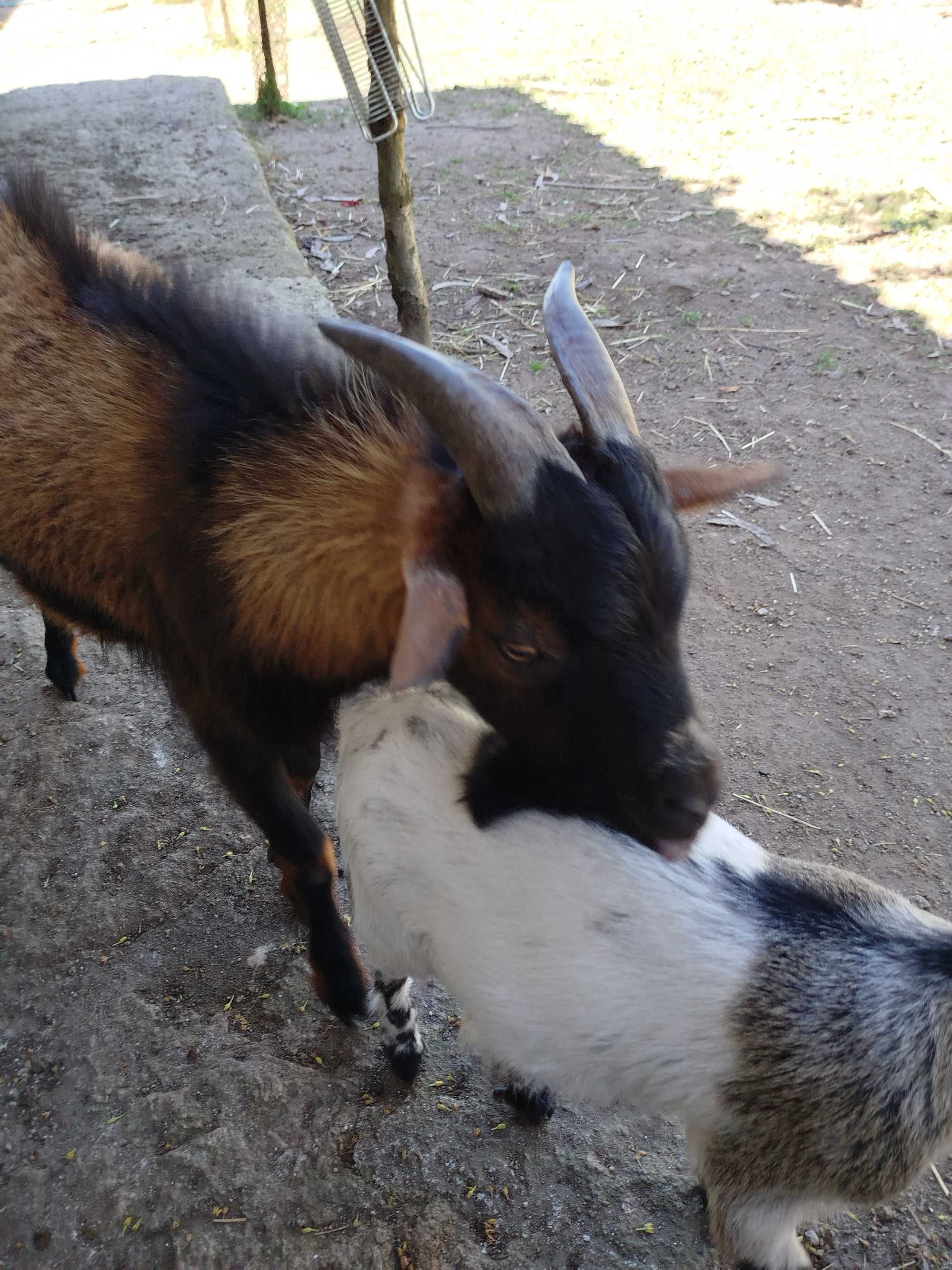 Cabra micro ana casal+cria