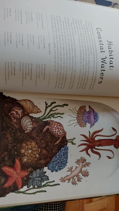 Animalium curated by Katie Scott and Jenny Broom