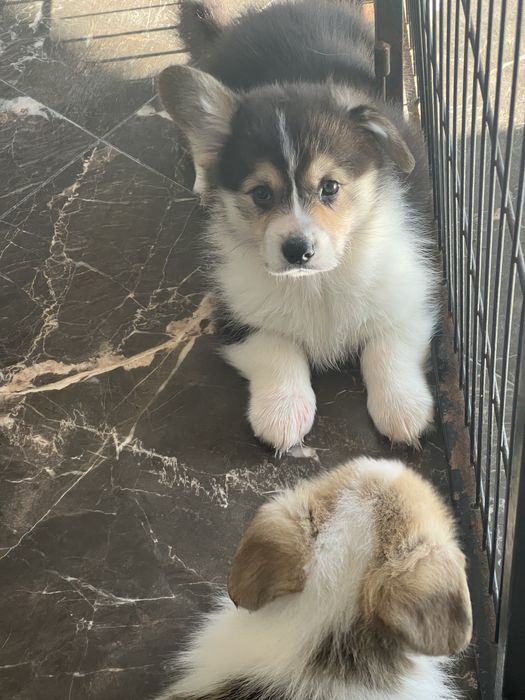 Welsh Corgi Pembroke - piekny trikolorowy piesek FCI z dlugim ogonkiem
