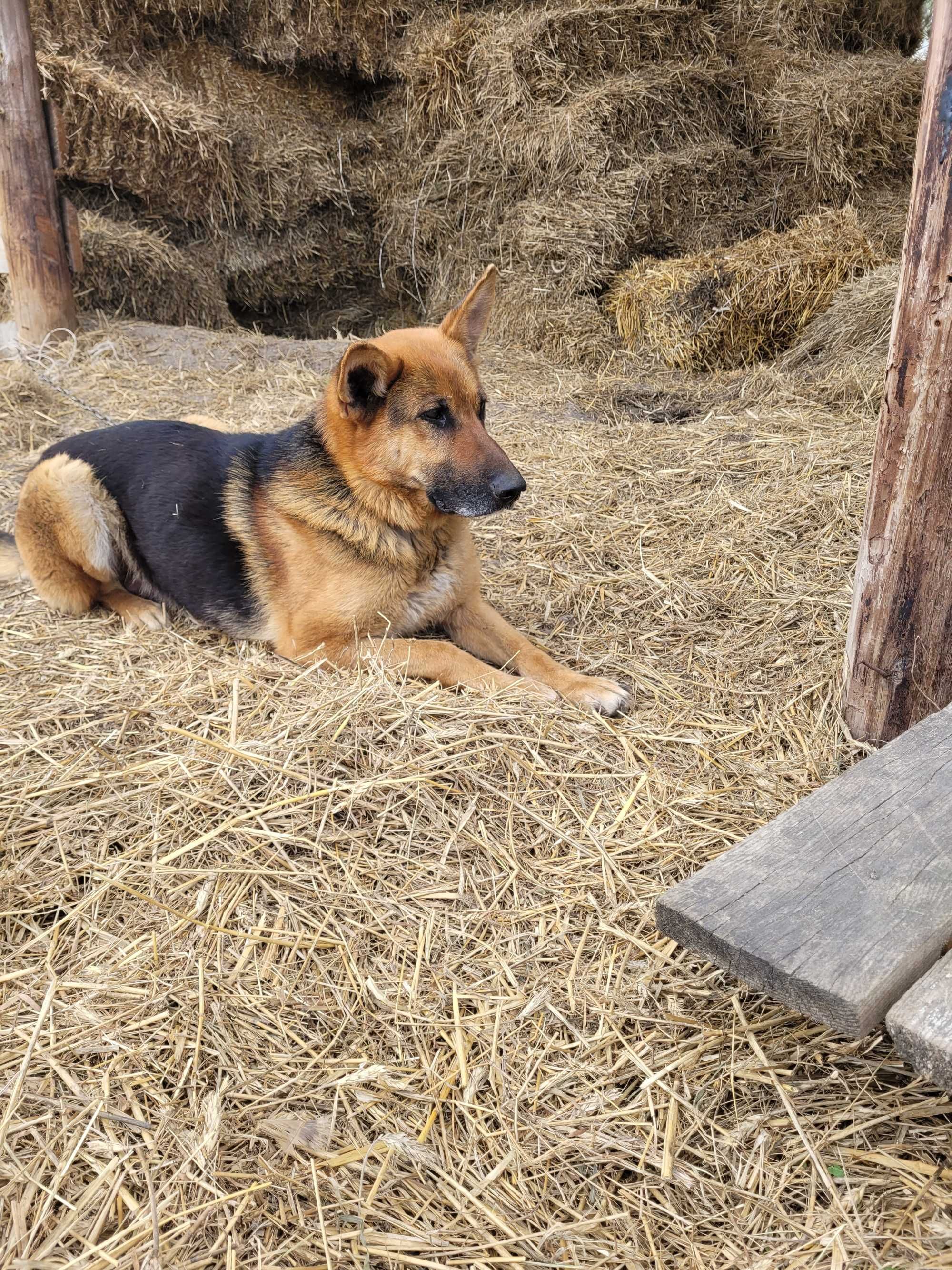 Цуценята Німецької Вівчарки