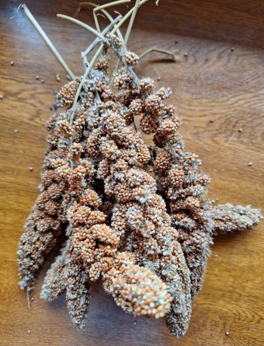 Proso senegalskie Danimo II gatunek 0,5 kg. Pokarm dla papug