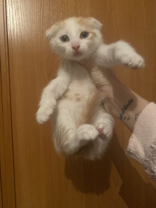 Радость в дом к деткам