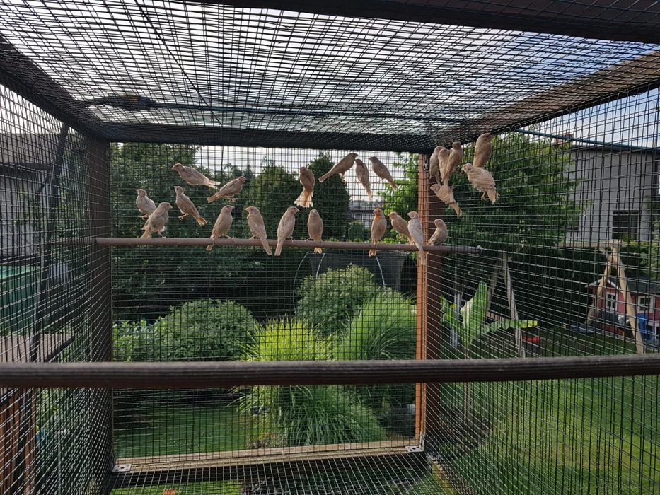 Gile meksykańskie, Gil meksykański