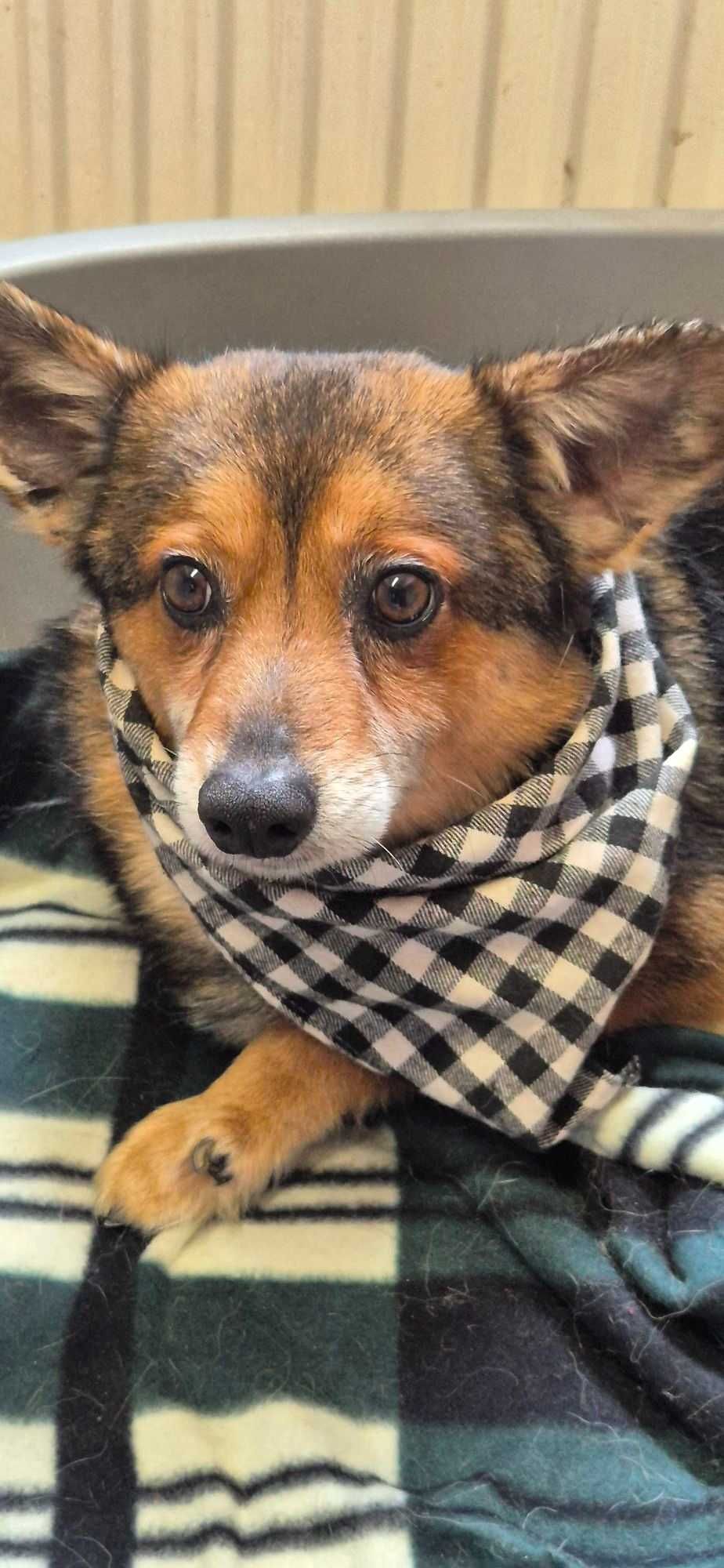 Piesek około 5 lat