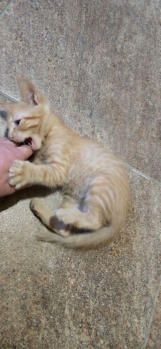 Отдам котят в хорошие руки