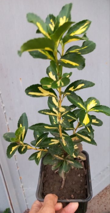 Бруслини (бересклеть) + один самшит