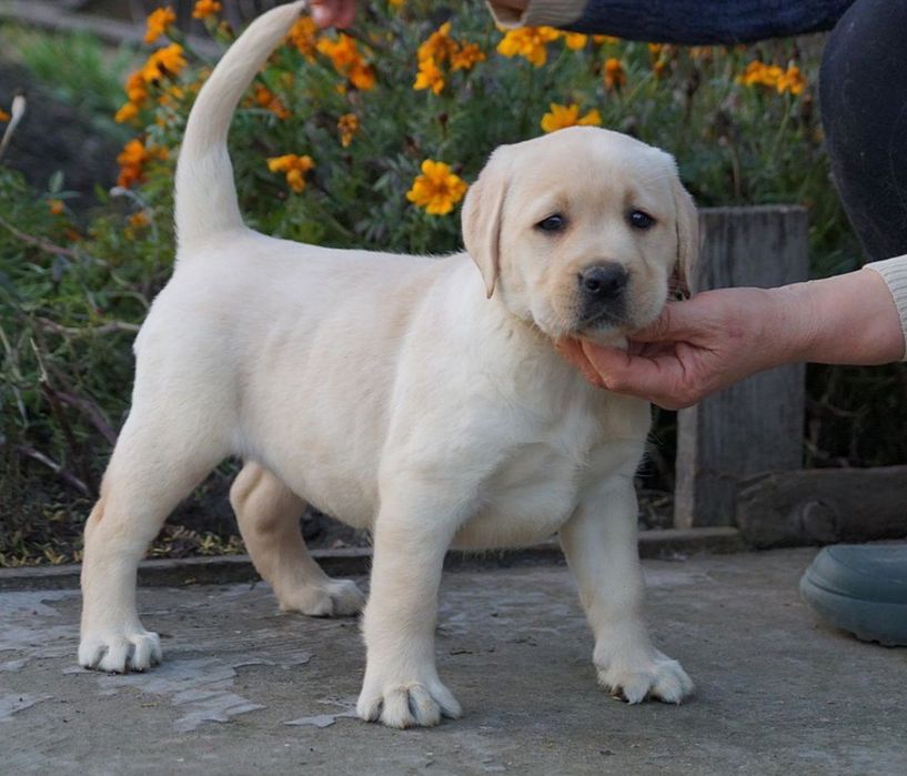 Лабрадорчики верные друзья