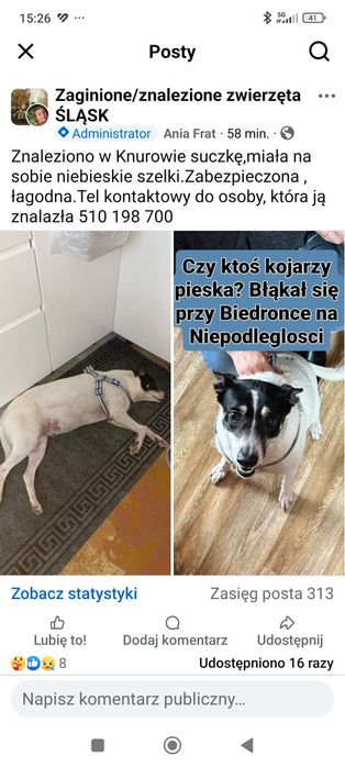 Znaleziono suczkę Knurów, śląskie