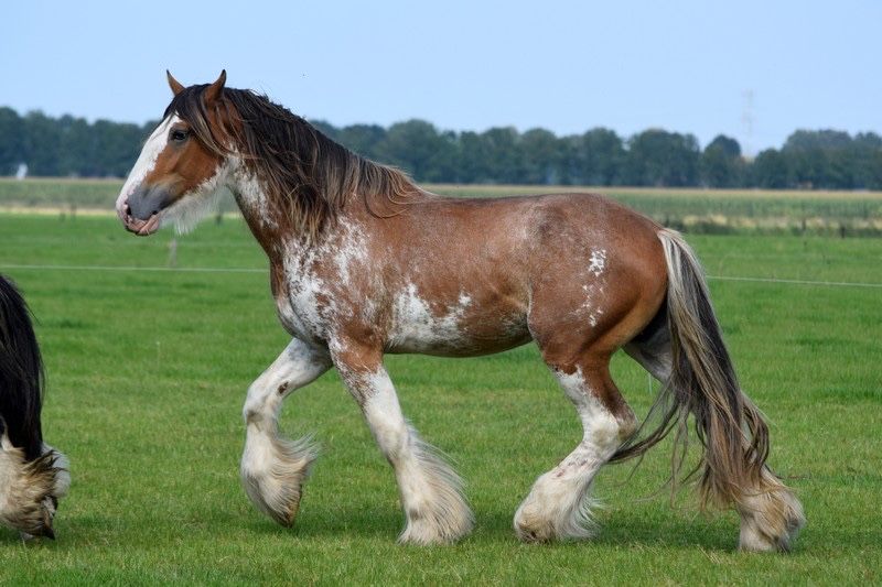 Ogier clydesdale