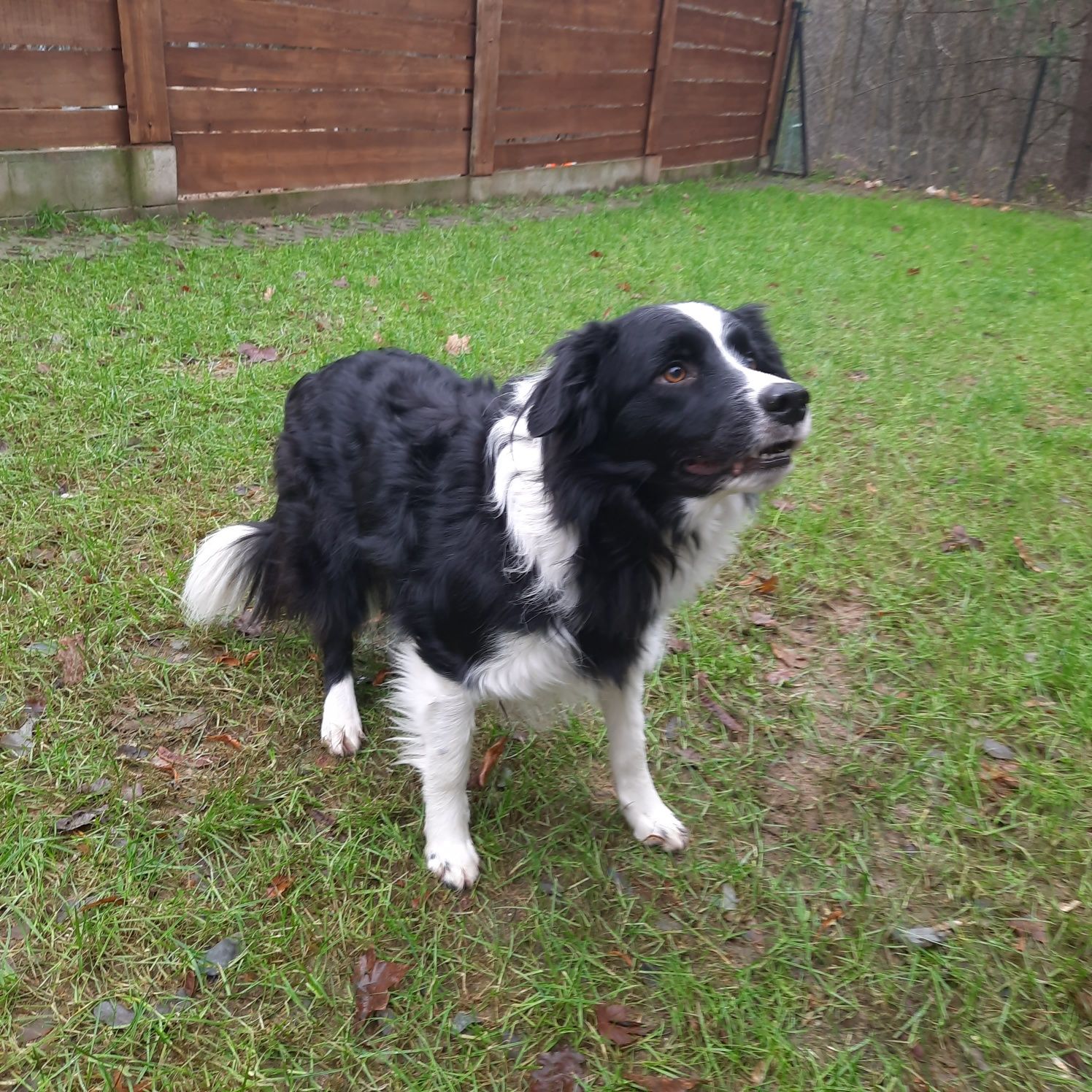 Arren w typie border collie