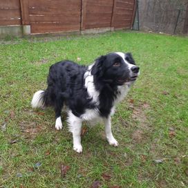 Arren w typie border collie