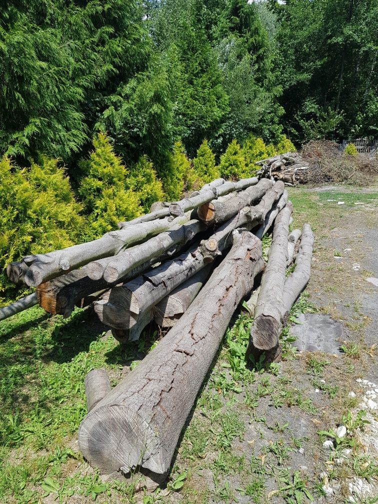 Drzewo dąb, kloce dębowe, drewno dąb