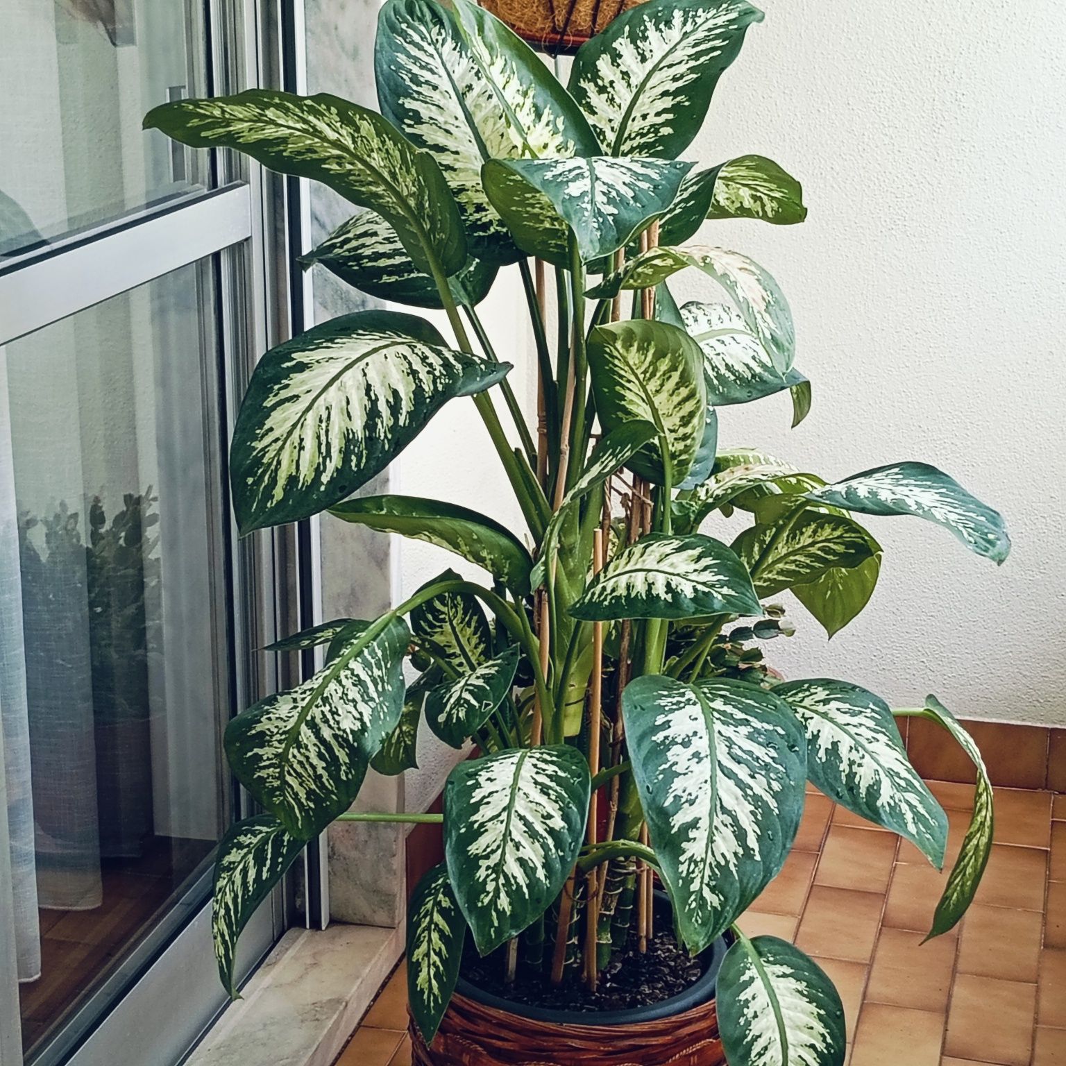 Vendo Planta Comigo Ninguém Pode!!!