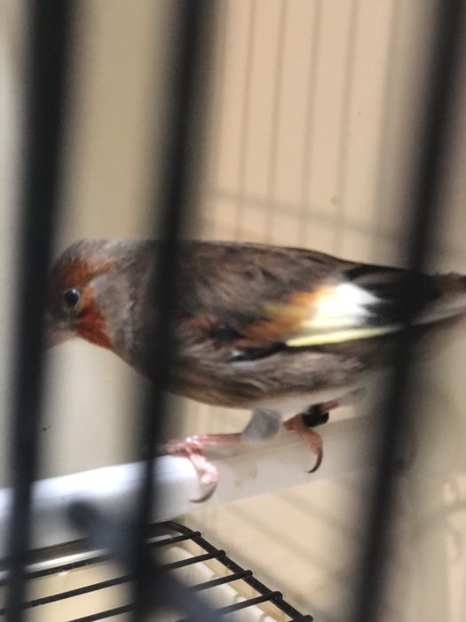 Hibrido de Carduelis Carduelis x Serinus Canaria