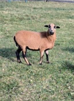 Sprzedam Owce Kamerunki