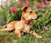 SZOSA - 10 miesięczna śliczna sarenka do adopcji