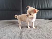 Chihuahua krótkowłosa kremowa suczka