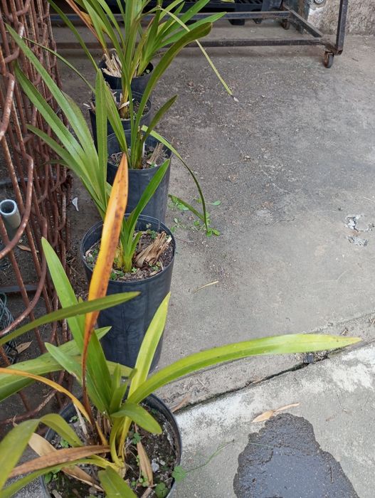 Vendo mudas de orquídeas á unidade