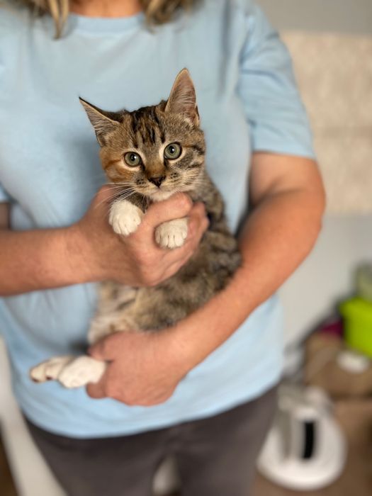 Котята котики отдам котенок девочка