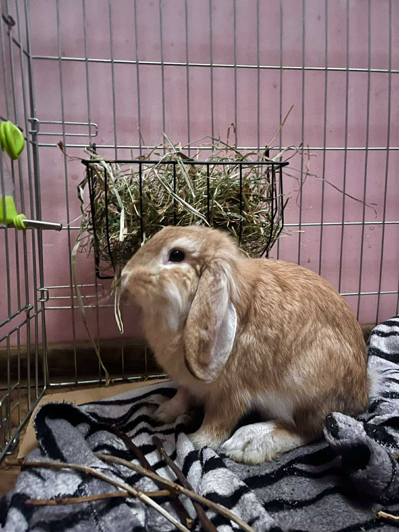 Bambi - przyjazny króliczek do adopcji