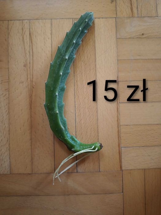 Kaktus gwiazda szeryfa