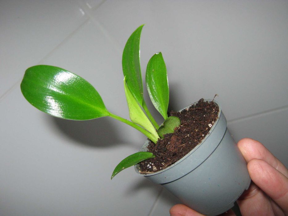 Филодендрон биркин яркая генетика кустики с отличными корнями от 50грн