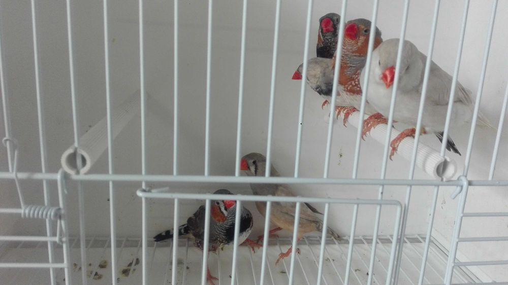 Vendo mandarins machos e fêmeas desponiveis