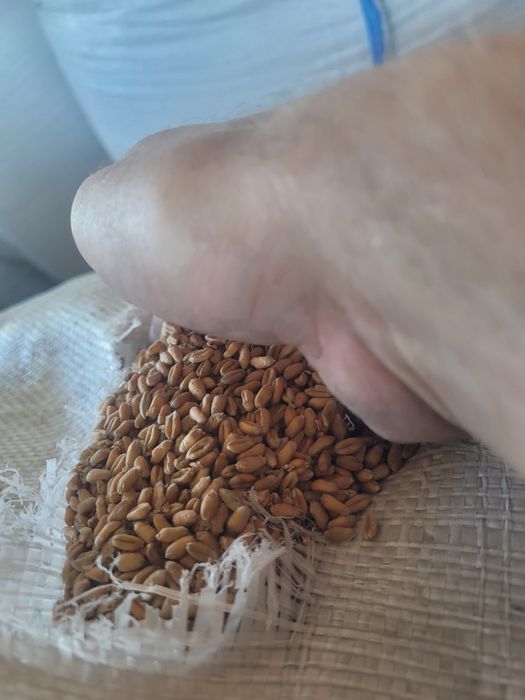 ПШЕНИЦЯ (Скаген, Тоннаж) Моментум озима посівна 1ша репродукція