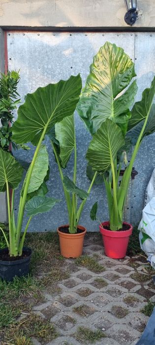 Bananowce basjoo  alokazja makroriza paradisiaca