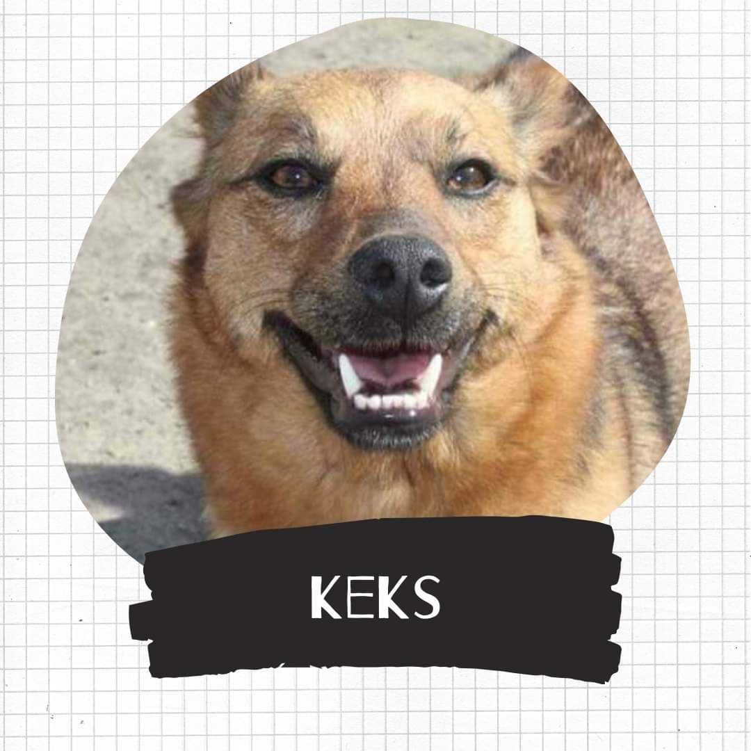 Keksik uroczy rudzielec czeka na ciebie
