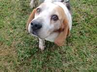 Cão com cerca de 6/7 anos de raça beagle para adoção responsável