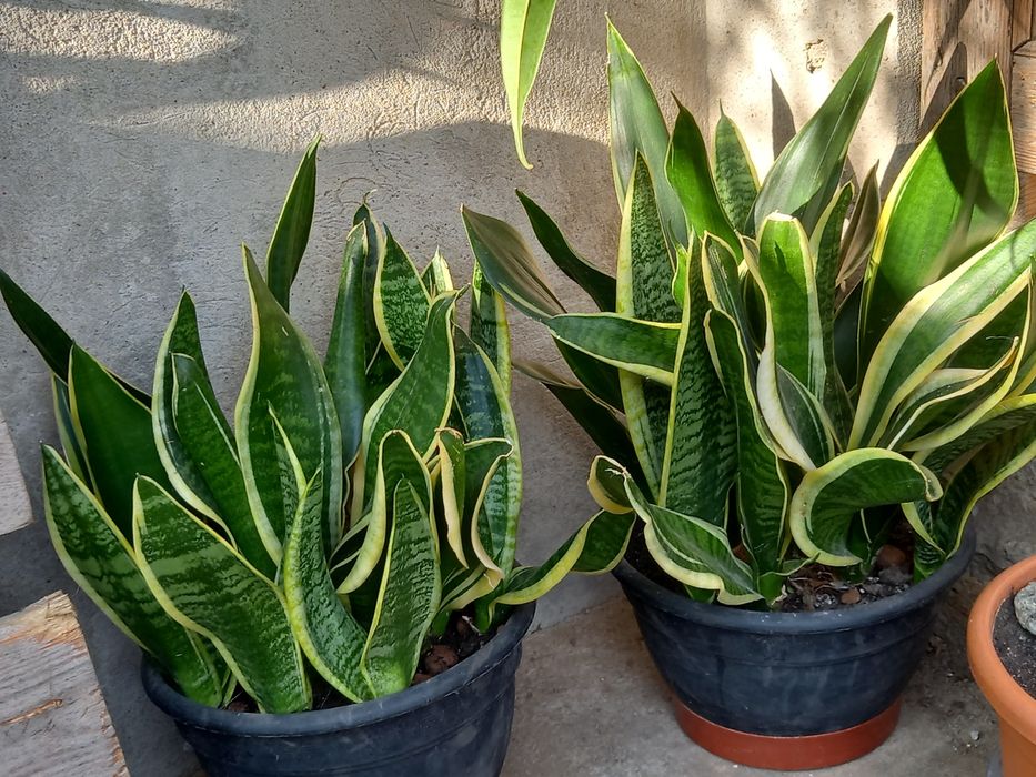 Сансевєрії  різних сортів. Декоративнолистні