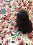 Pomeranian XXS miniaturka suczke do odbioru