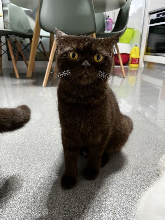 Gata Scottish straight chocolate