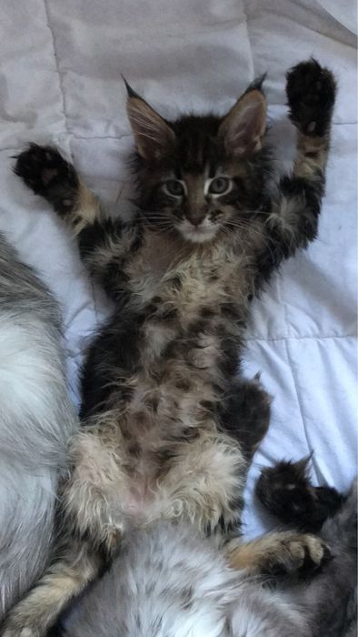 Мейн кун , 2 мес . Мальчик