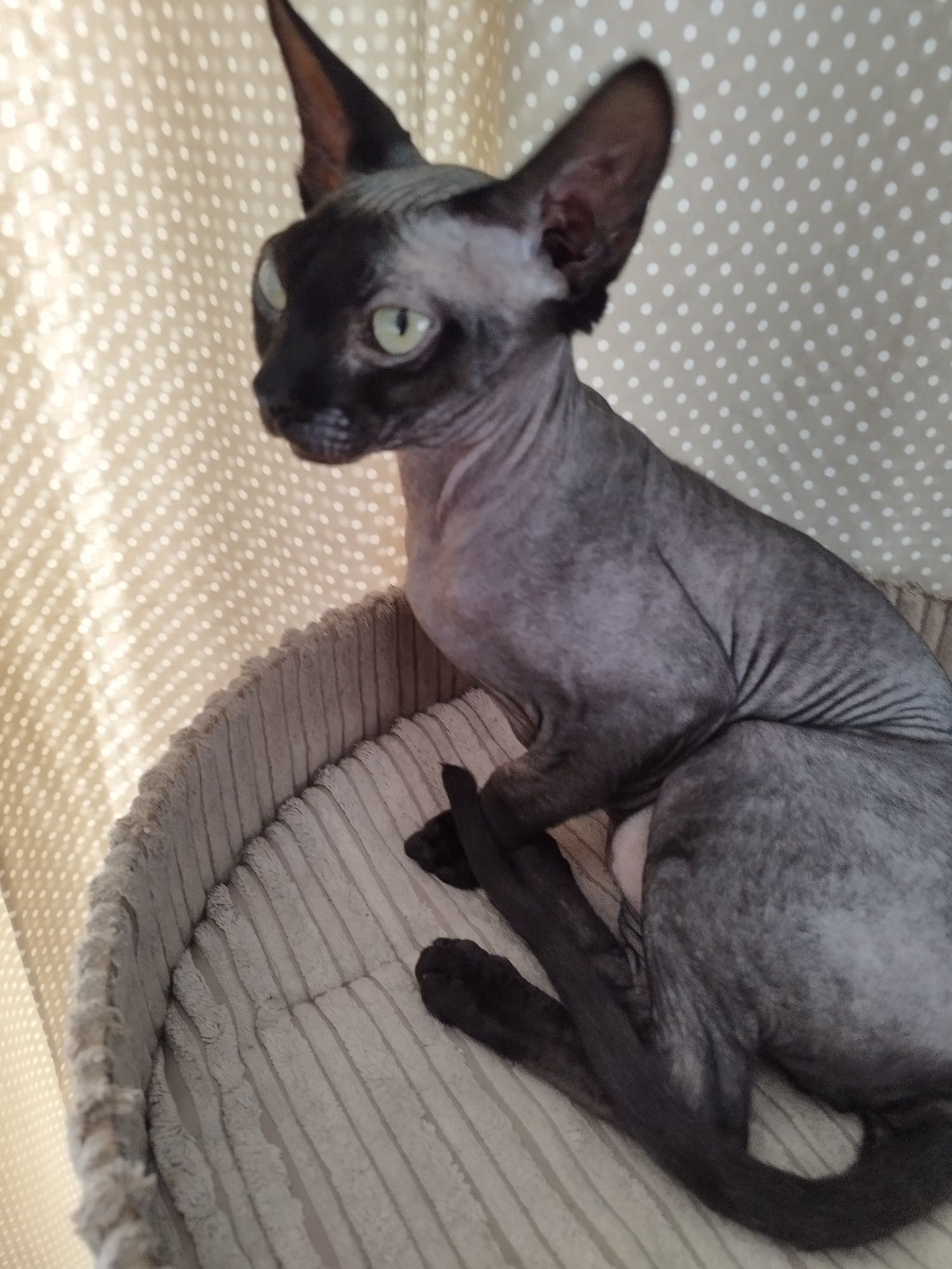 Devon rex rodowód FPL Śląskie