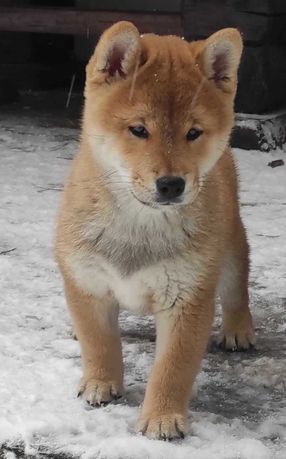 Shiba inu FCI z hodowli Markarowi po imporcie