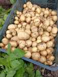 Ziemniaki Młode/marchew  świeża worki 5/15 kg 2 zł/kg