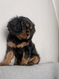 Cavalier king charles spaniel