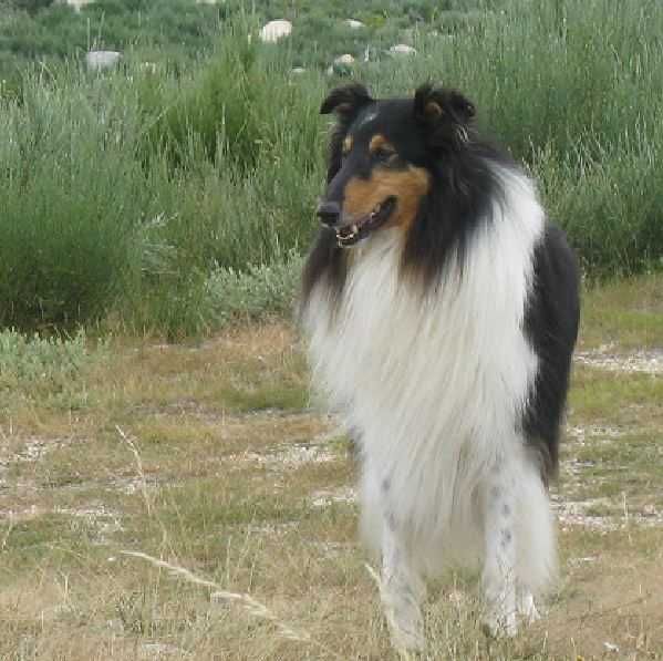Rough collie de Exposicao
