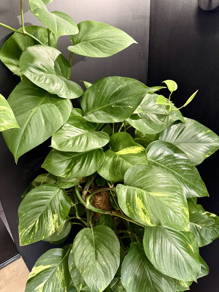 Duża roślina Epipremnum ok 200cm