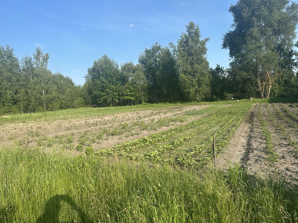 Продам план в мальовничому, тихому місці