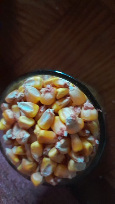 Семена кукурузы .