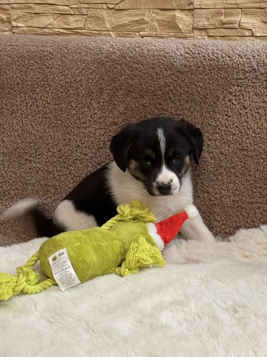 Snoopy, Beti, Oski- trójka maluchów szuka odpowiedzialnych domków.