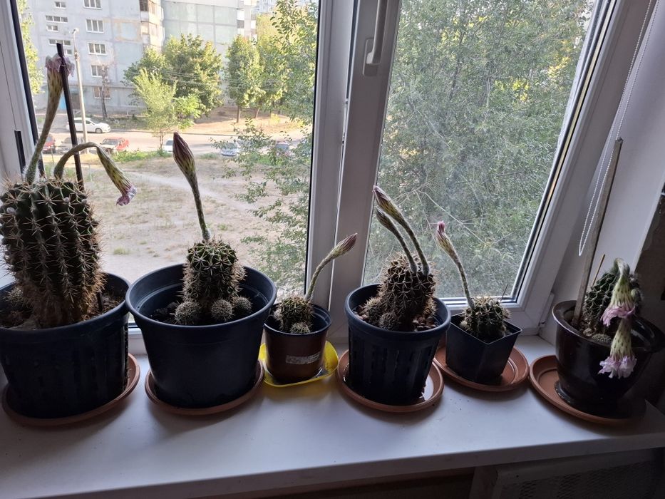 Кактусы -постоянно цветущие.