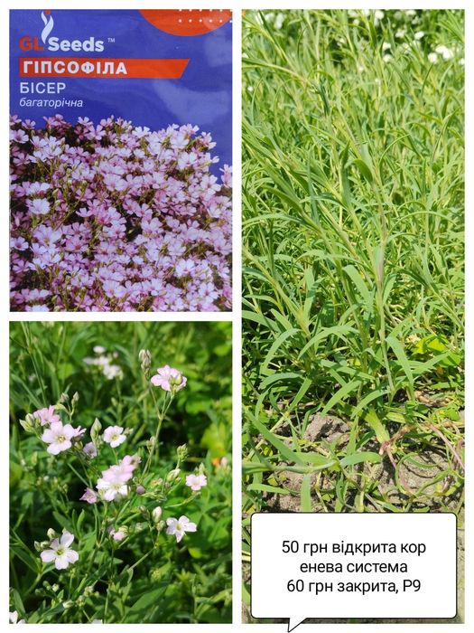 Едельвейс, гіпсофіла, деревій, кортадерія однорічні