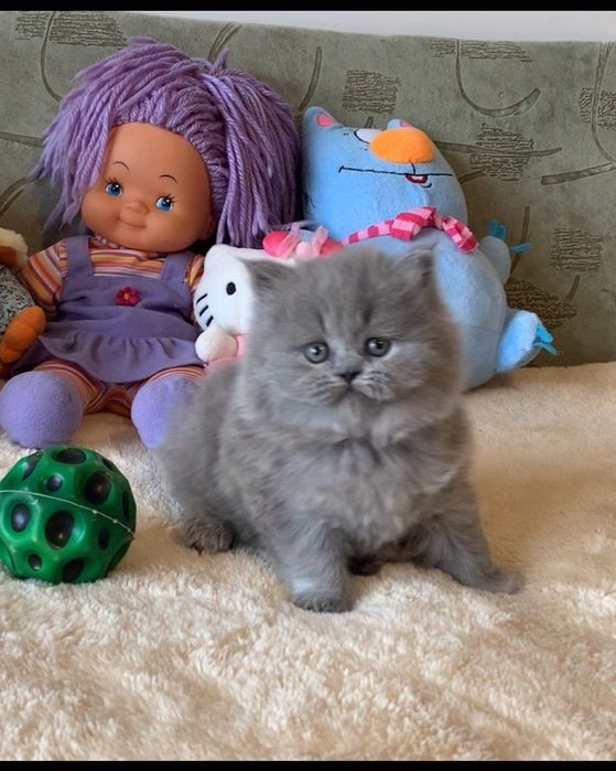 Прямовуха дівчинка хайленд